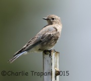 6S3A0153Mountain_Bluebird