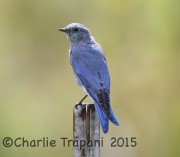 6S3A0202Mountain_Bluebird