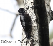 6S3A0256American_Three-Toed_Woodpecker