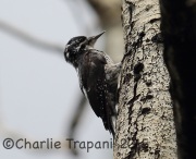 6S3A0265American_Three-Toed_Woodpecker