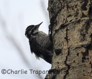 6S3A0272American_Three-Toed_Woodpecker