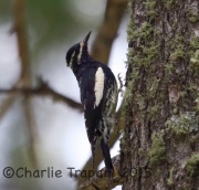6S3A0324Williamson's_Sapsucker