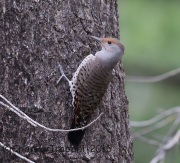 6S3A0343Northern_Flicker_RS