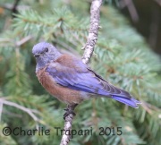 6S3A0354Western_Bluebird