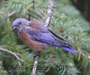 6S3A0361Western_Bluebird