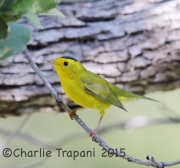 6S3A0382Wilson's_Warbler