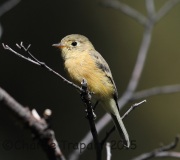 6S3A0397Buff-Breasted_Flycatcher