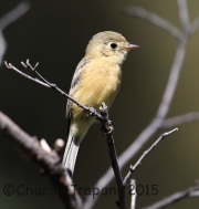 6S3A0401Buff-Breasted_Flycatcher
