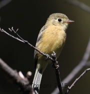 6S3A0403Buff-Breasted_Flycatcher