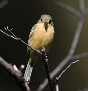 6S3A0405Buff-Breasted_Flycatcher
