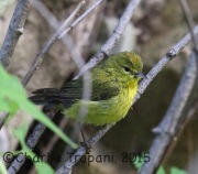 6S3A0486Orange-Crowned_Warbler