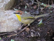 6S3A0504Rufous-Capped_Warbler