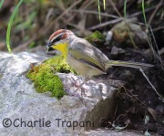 6S3A0510Rufous-Capped_Warbler