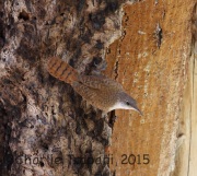 6S3A0546Canyon_Wren_Cammo