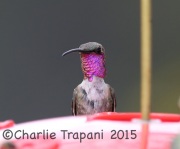 6S3A0565Lucifer_Hummingbird