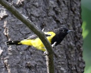 6S3A0720Scott's_Oriole