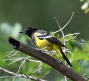 6S3A0722Scott's_Oriole