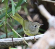 6S3A0758MacGillvray's_Warbler