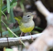 6S3A0763MacGillvray's_Warbler