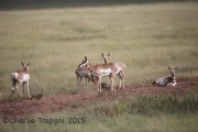 6S3A0785Pronghorn