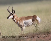6S3A0796Male_Pronghorn