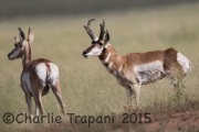 6S3A0798Pronghorn