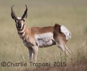 6S3A0803Pronghorn