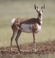 6S3A0818Pronghorn