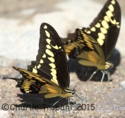 6S3A0910Tiger_Swallowtail