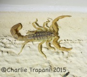 6S3A0972Scorpion