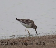 6S3A1002Stilt_Sandpiper