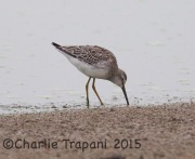 6S3A1005Stilt_Sandpiper