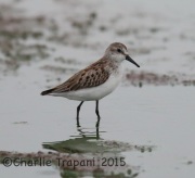 6S3A1062Western_Sandpiper