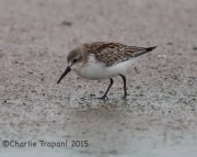 6S3A1065Western_Sandpiper