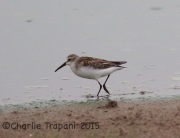 6S3A1082Western_Sandpiper