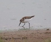 6S3A1084Western_Sandpiper