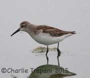 6S3A1166Western_Sandpiper