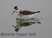 6S3A1183Red-necked_Phalarope