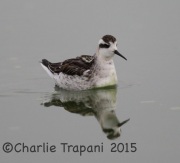 6S3A1186Red-necked_Phalarope