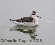 6S3A1189Red-necked_Phalarope