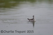 6S3A1232Wilson's_Phalarope