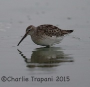 6S3A1236Stilt_Sandpiper