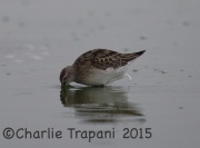 6S3A1237Stilt_Sandpiper