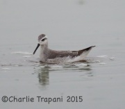 6S3A1241Wilson's_Phalarope