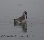 6S3A1246Wilson's_Phalarope