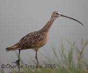 6S3A1328Long-Billed_Curlew