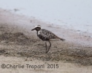 6S3A1373Black-Bellied_Plover_Willcox