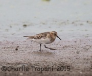 6S3A1406Baird's_Sandpiper
