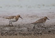 6S3A1415Baird's_Sandpiper