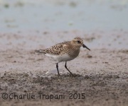 6S3A1422Baird's_Sandpiper